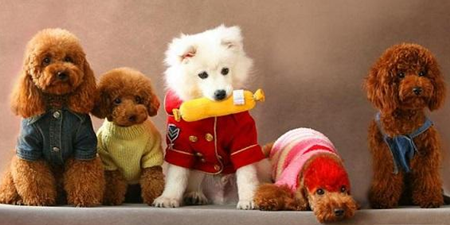 宠物用品商城手机软件合集