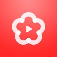 梅花视频纯净版