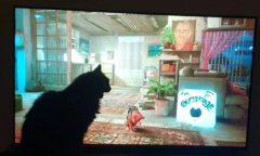 猫猫看猫猫 推特趋势让猫猫看《Stray》