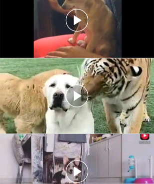 宅男必备的福利视频手机软件合集
