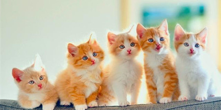 宠物电商平台手机软件合集