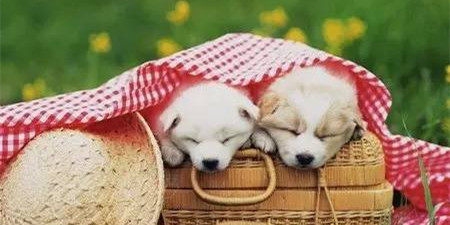 爱宠人士必备手机软件合集