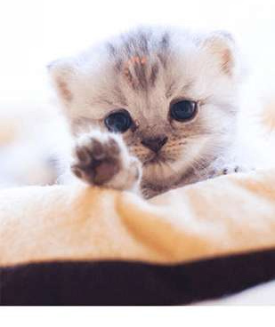 猫咪视频历史版本手机软件合集