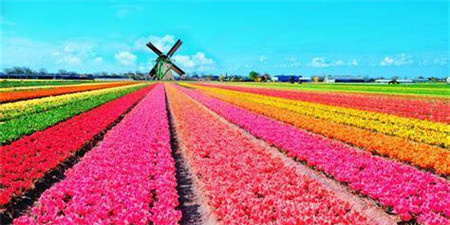 花卉培育手机软件合集