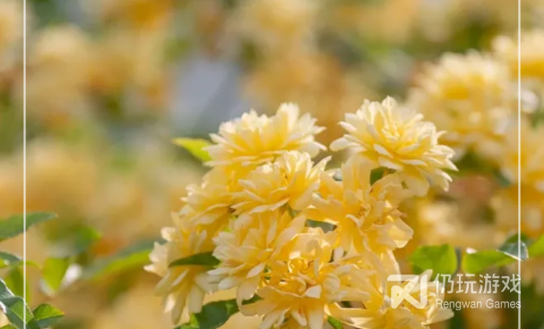 可以改变手机字体的手机软件合集