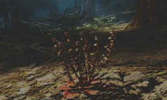 《往日不再》酸浆草位置介绍