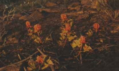 《往日不再》云莓位置介绍