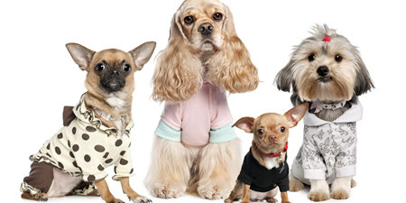 宠物交易手机软件合集