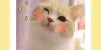 制作头像的手机软件合集