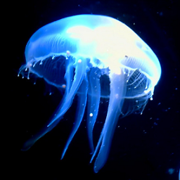 水母影视完整版