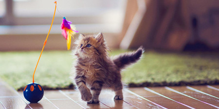 宠物手机软件合集