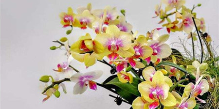 花卉资讯交易手机软件排行榜