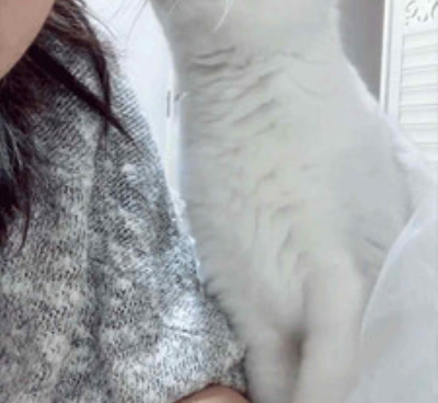猫咪短视频所有版本手机软件合集