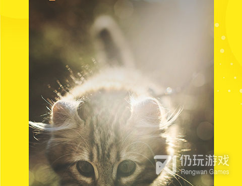 像蛋挞视频这样的手机软件合集