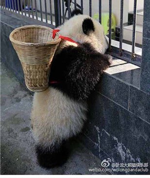 像柚次元这样的手机软件合集