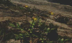 《往日不再》蕨麻位置介绍