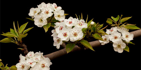 花卉资讯交易手机软件合集