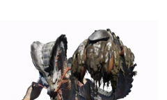 《怪物猎人：崛起》泥翁龙怪物介绍