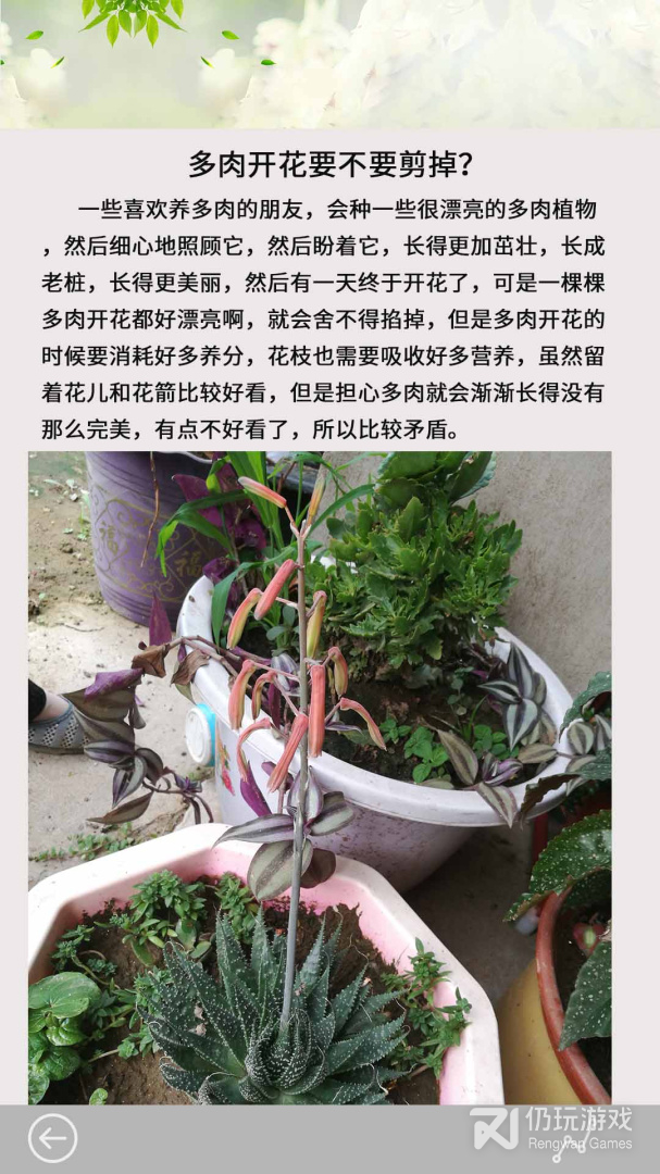 多肉花草日记最新版