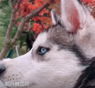 和乐刷刷短视频同款的手机软件合集