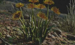 《往日不再》Agoseris位置介绍