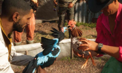 《孤岛惊魂6》斗鸡收集攻略