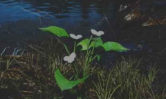 《往日不再》箭头花位置介绍