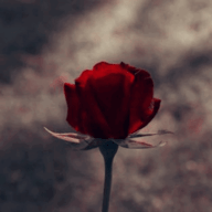 玫瑰直播海外版