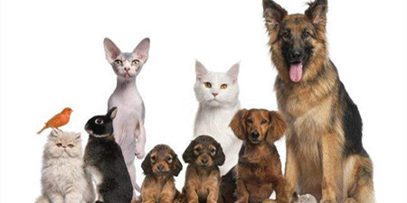 2021年最实惠的宠物交易软件合集