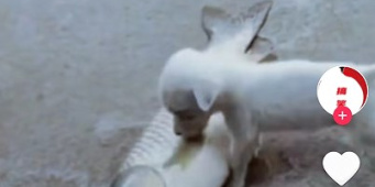 免费播放网剧短剧