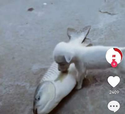 免费播放网剧短剧手机软件合集