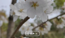 华为mate50rs保时捷识物功能怎么开