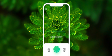 植物识别手机软件合集