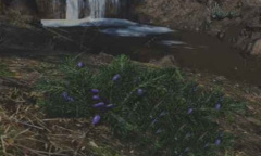 《往日不再》蓝卡斯马位置介绍