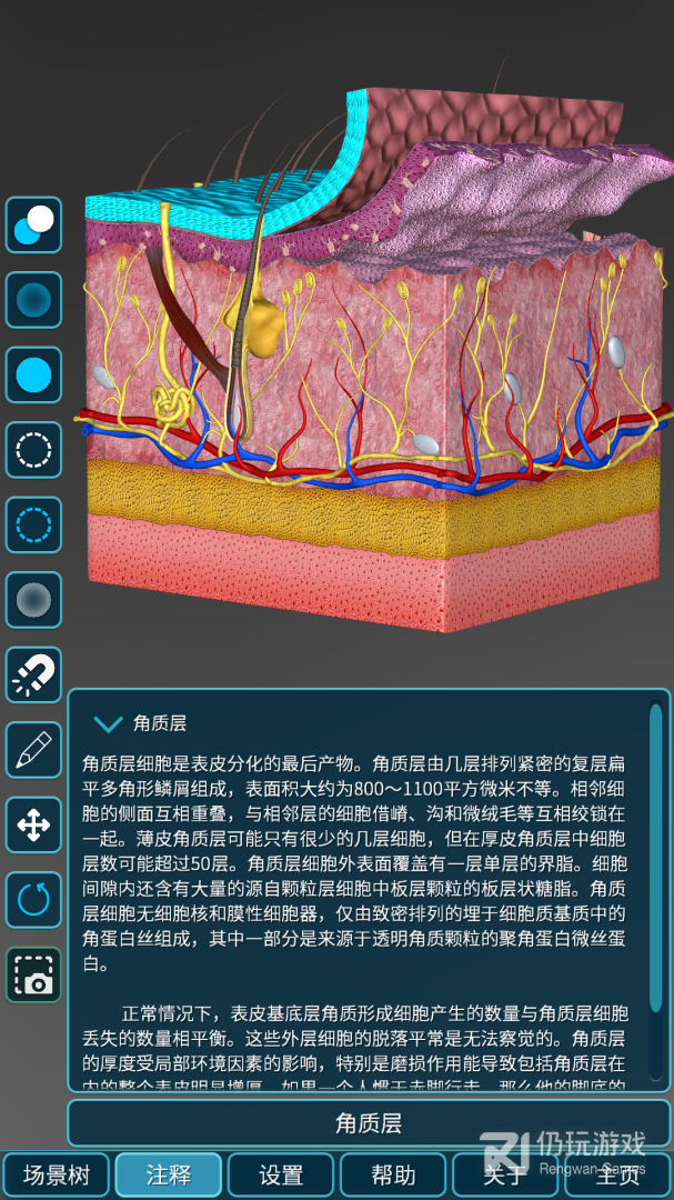人体解剖学图集
