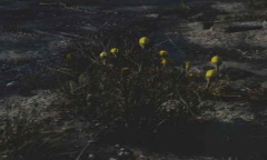 《往日不再》母菊位置介绍