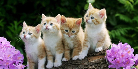 动植物交易手机软件合集