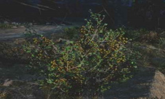 《往日不再》金醋莓位置介绍