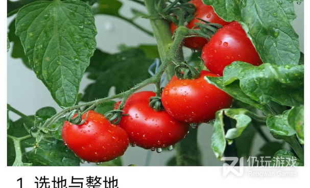 慢节奏手游合集