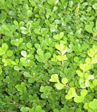 改变发型的手机软件合集