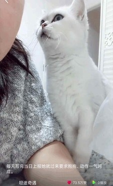 和猫咪小视频相似的手机软件合集