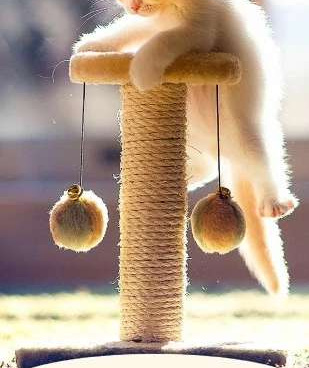 宠物社区手机软件合集